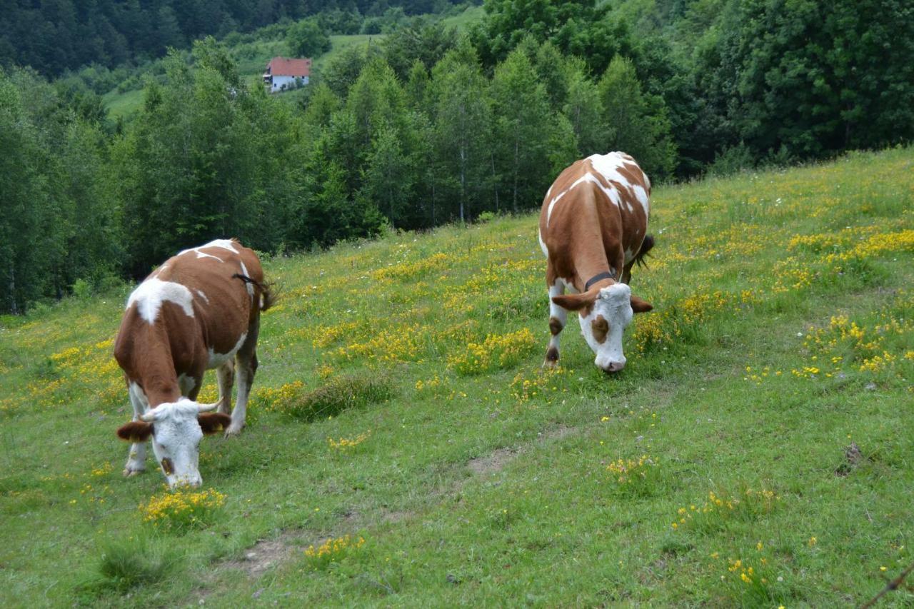 Bed and Breakfast Turizam Koturovic à Ivanjica Extérieur photo